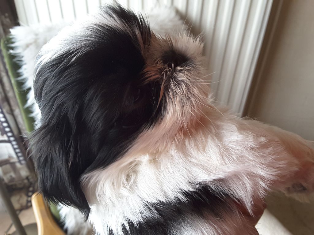 Tangalyfall - Shih Tzu - Portée née le 06/05/2018